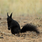 Abert's Squirrel