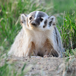 American Badger