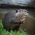 American Beaver