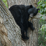American Black Bear