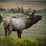 American Elk