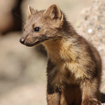 American Marten