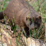 American Mink