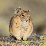 American Pika