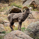 Bighorn Sheep