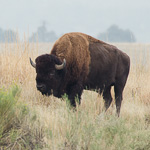 Bison