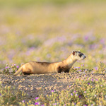 Black-footed Ferret