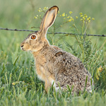 Black-tailed Jackrabbit