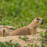 Black-tailed Prairie Dog