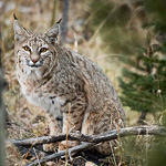 Bobcat