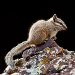 Cliff Chipmunk