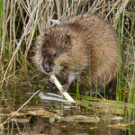 Common Muskrat
