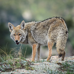 Coyote