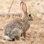 Desert Cottontail