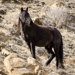 Feral Horse