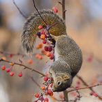 Fox Squirrel