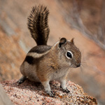 Golden-mantled Ground Squirrel