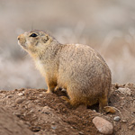 Gunnison's Prairie Dog