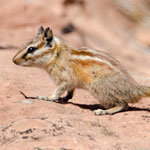 Hopi Chipmunk