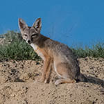kit-fox