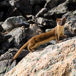 Long-tailed Weasel