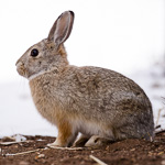 Mountain Cottontail