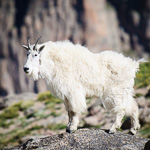 Mountain Goat