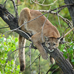 Mountain Lion