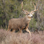 Mule Deer