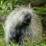 North American Porcupine