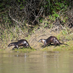 Northern River Otter