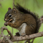 Pine Squirrel
