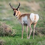 Pronghorn