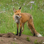 Red Fox