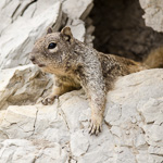 Rock Squirrel