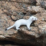 short-tailed-weasel