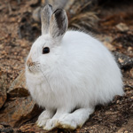 Snowshoe Hare