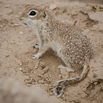 Spotted Ground Squirrel