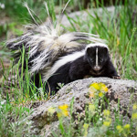 Striped Skunk