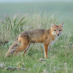Swift Fox