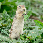 Thirteen-lined Ground Squirrel
