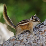 Uinta Chipmunk