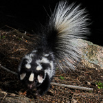 Western Spotted Skunk