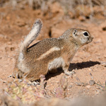 White-tailed Antelope Squirrel
