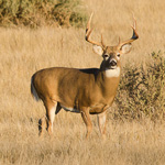 White-tailed Deer