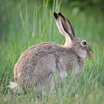 White-tailed Jackrabbit