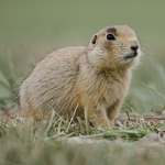 White-tailed Prairie Dog