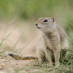 Wyoming Ground Squirrel