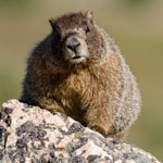 Yellow-bellied Marmot