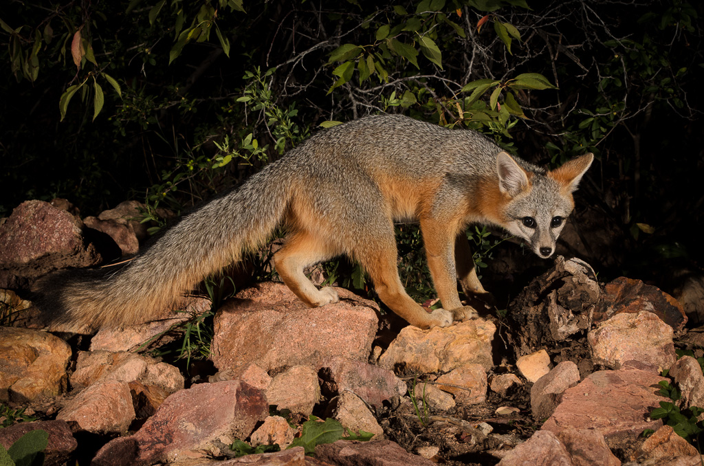 Gray Fox